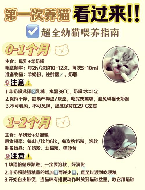 2个月的小猫怎么喂养比较好