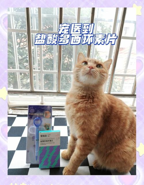 猫咪感冒了吃什么药好得快