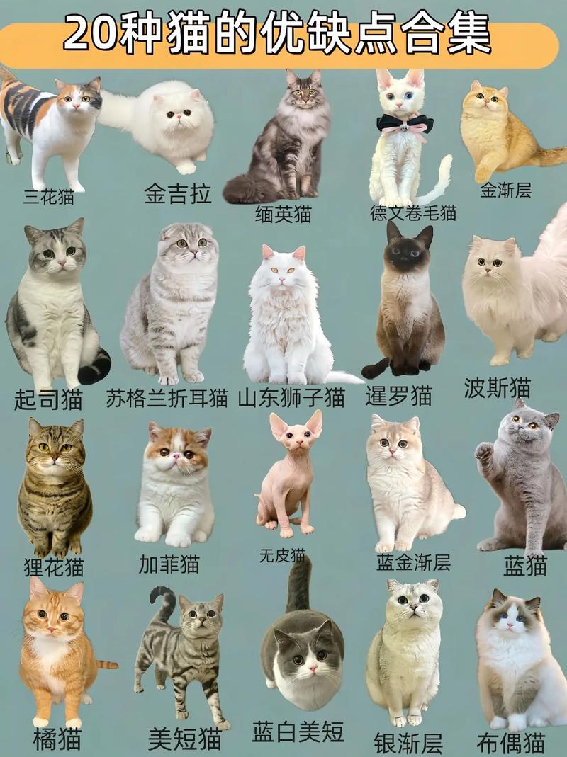 猫咪有多少种?