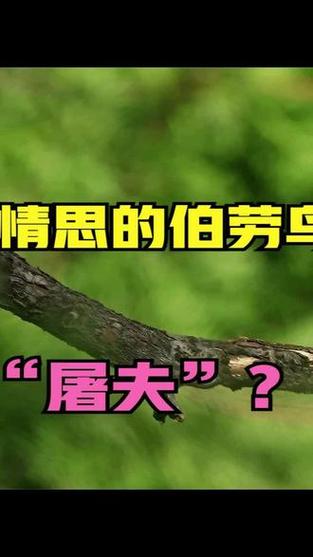 灰背伯劳和红尾伯劳有什么区别