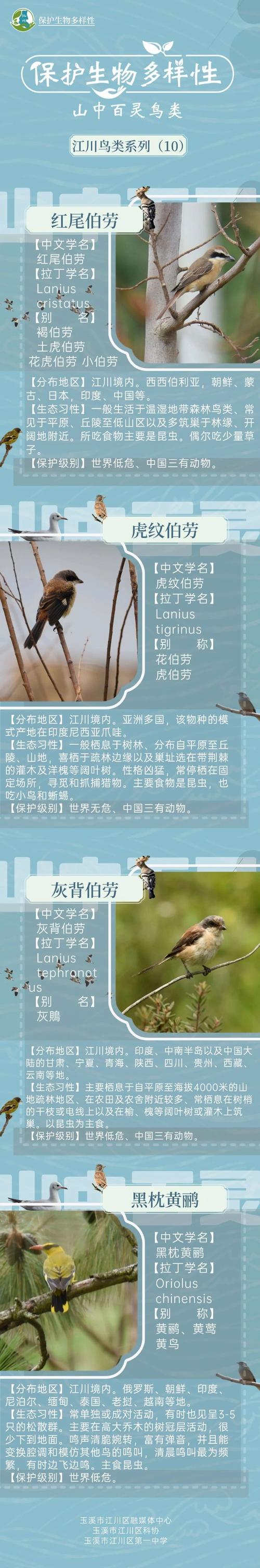 如何分辨灰背伯劳和棕背伯劳,尤其是雏鸟?