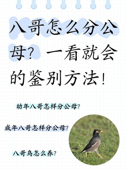 高分跪求鹩哥八哥说话教材谢谢