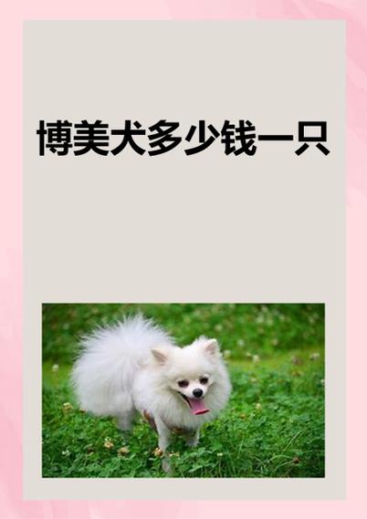 一只博美犬多少钱博美犬多少钱一只