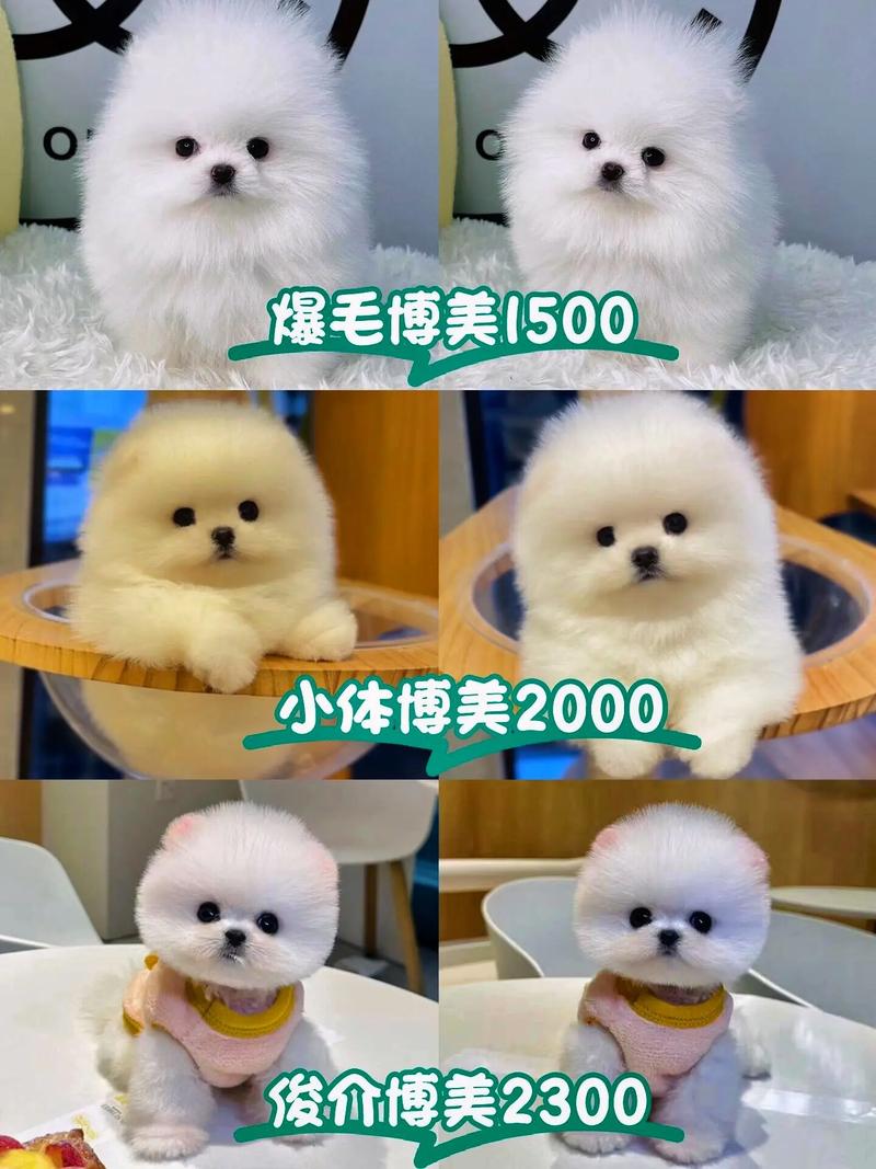 博美犬多少钱一只