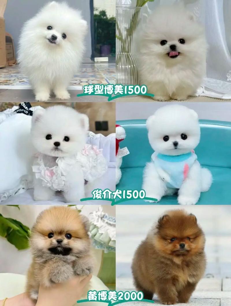 博美犬多少钱一只?