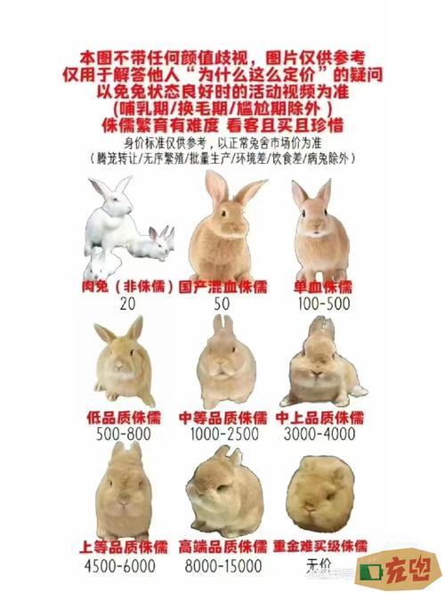 道奇兔和侏儒兔怎么区分?