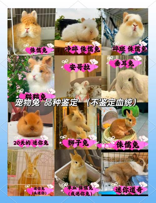 道奇侏儒兔能长多大
