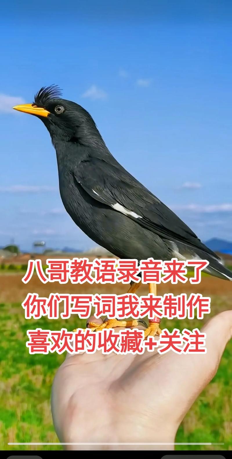 八哥多大开始学说话
