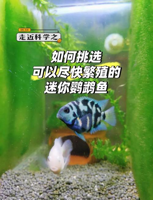 鹦鹉鱼鱼怎么养