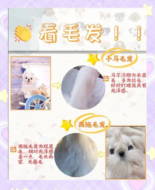 如何区分马尔济斯和西施犬?它们有什么区别?