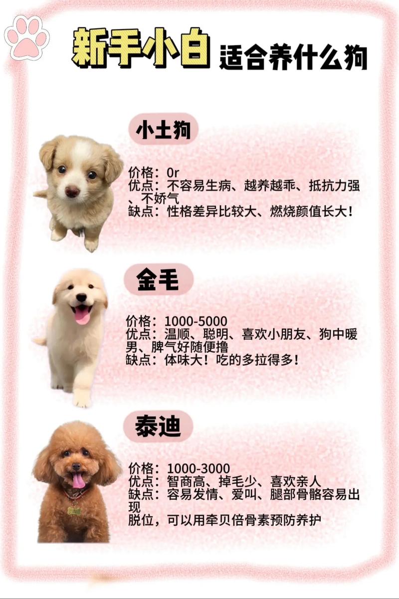 有懂金毛的吗看一下我1000买的值不值?