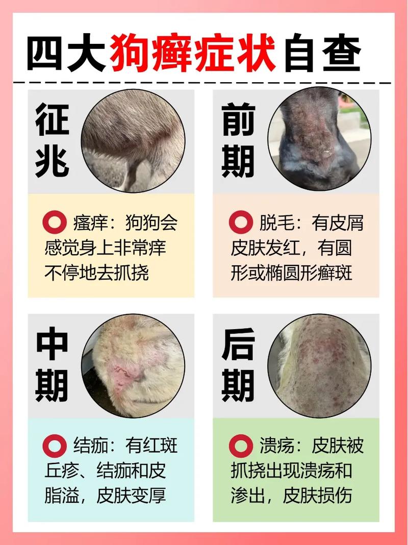 狗狗身上起癣怎么办？