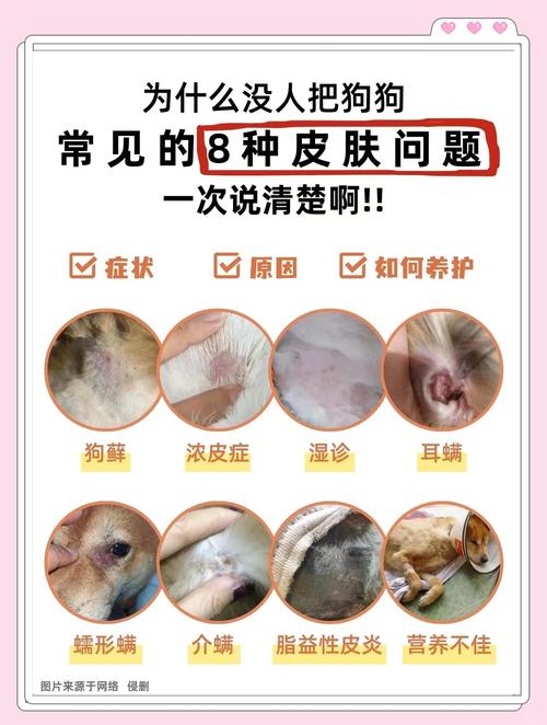 “巴哥犬”的7大优缺点,看完你还会养吗?