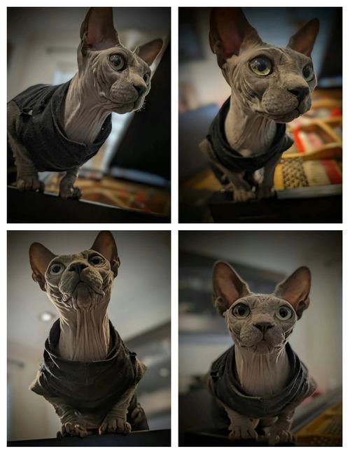 加拿大无毛猫10000元贵吗