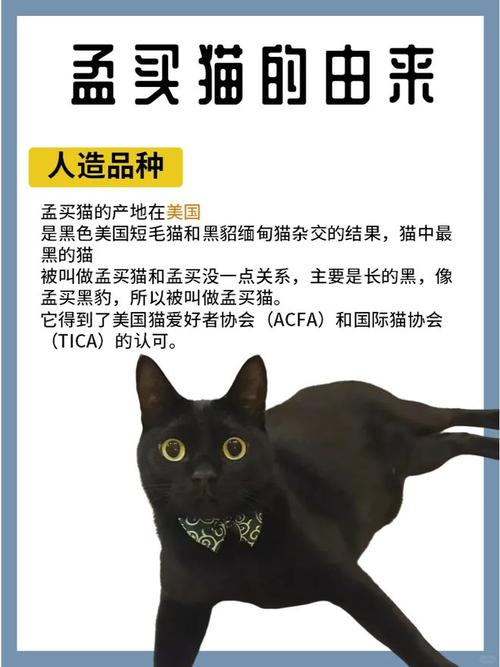 孟买猫10000元贵吗