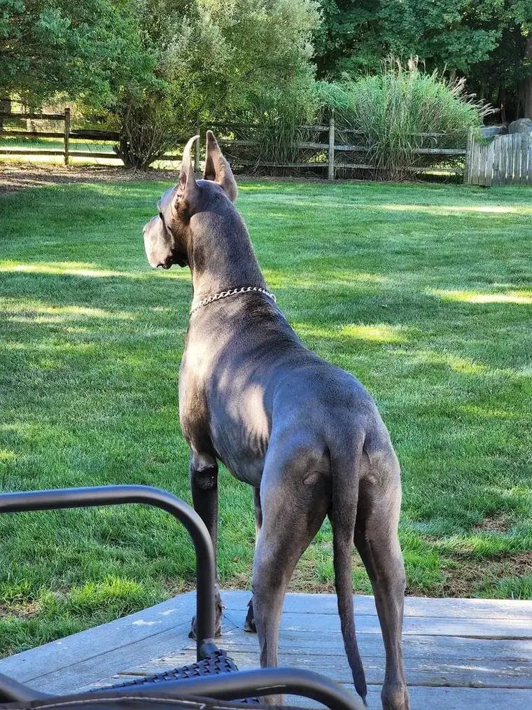 一只成年大丹犬多上钱?