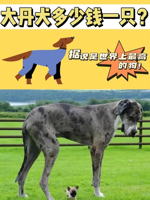 一只大单犬卖多少