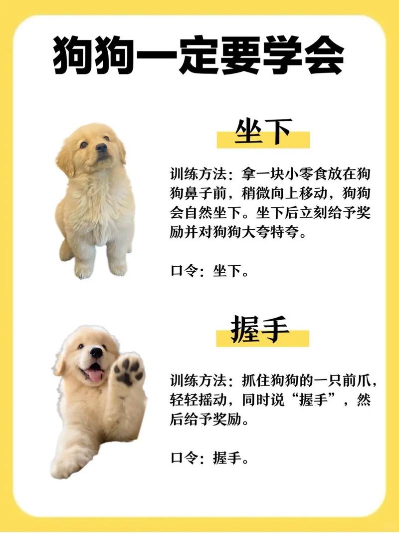 八个月的金毛还能训出来吗