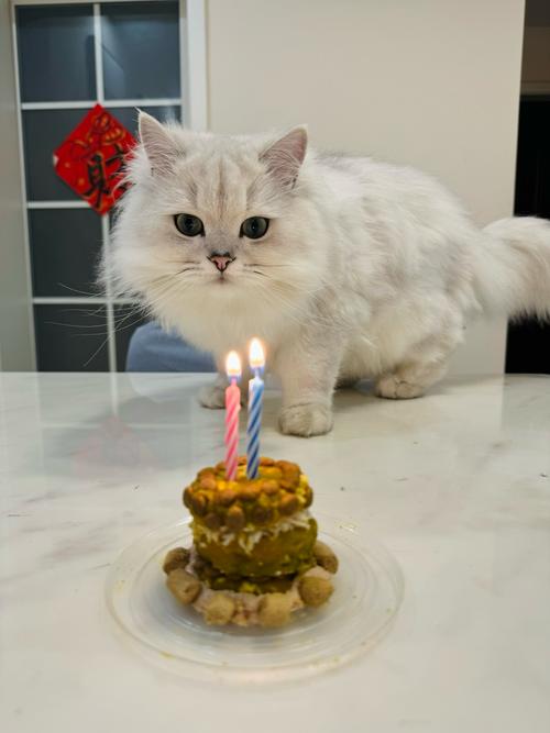 宠物猫能吃蛋糕吗
