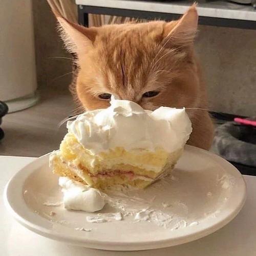 猫吃蛋糕会怎样?