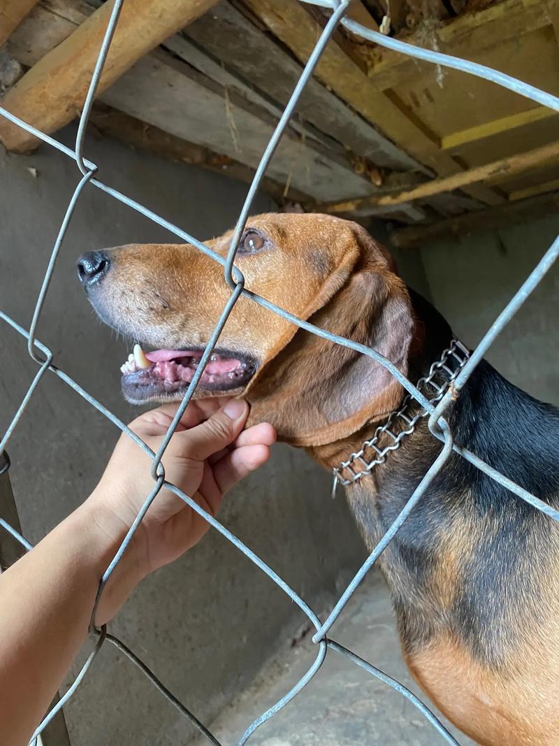 巴尔干猎犬和三色区别