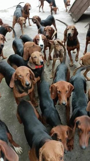 猎犬品种有哪些