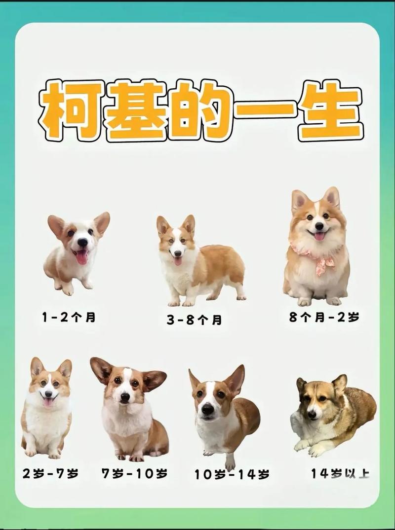 柯基一生认几个主人