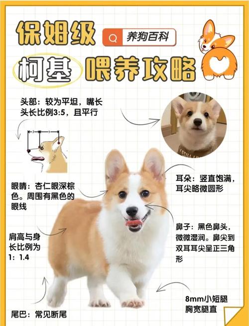 柯基犬一生认一个主人吗?