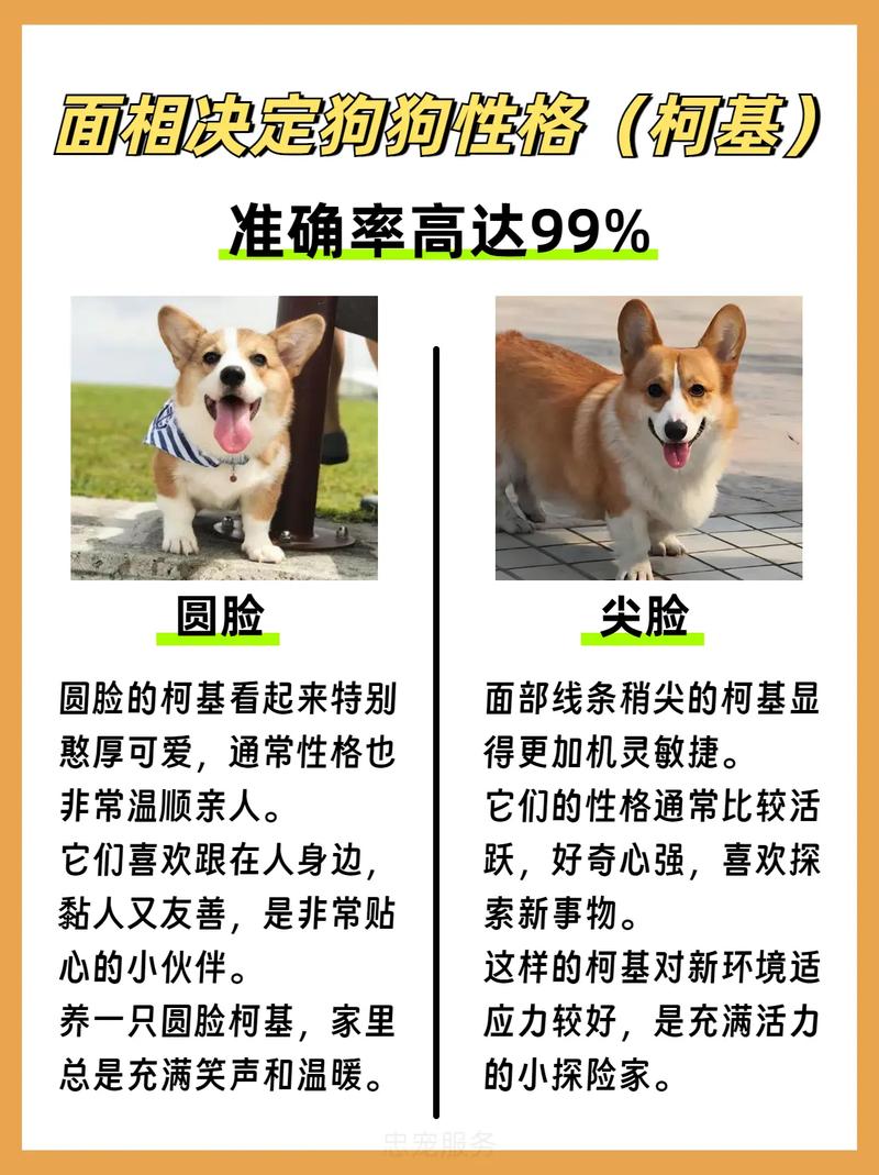 柯基一生只认一个主人吗