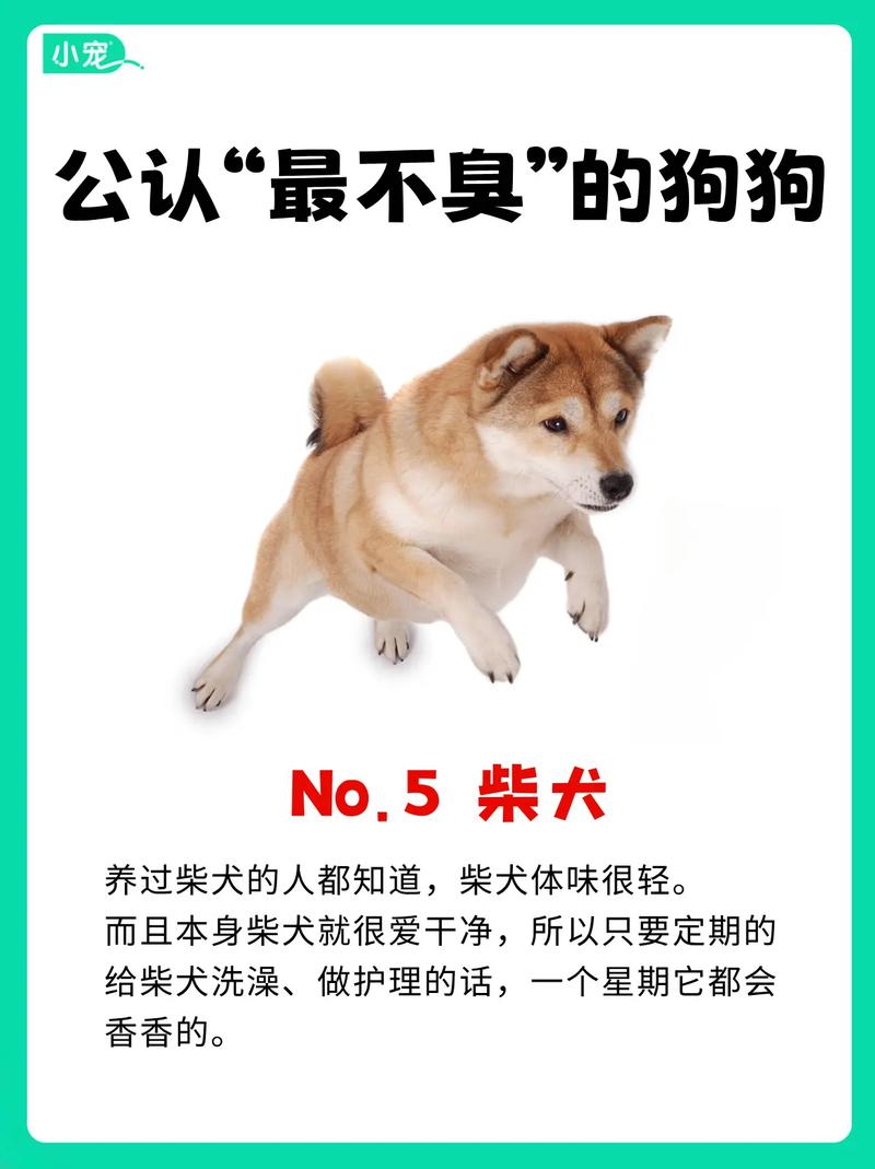 养什么动物不吵不脏不臭可以上手的