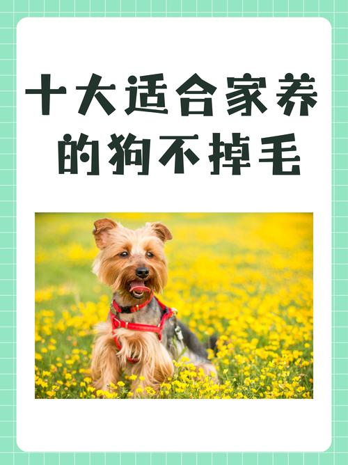 什么小型宠物好养又便宜,我是学生党,因为太孤独了所以想养个小...