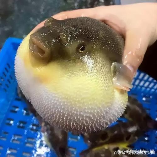 人工真的能培养出直接食用的无毒河鲀吗?