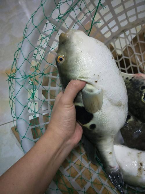 河豚一次能繁殖几条