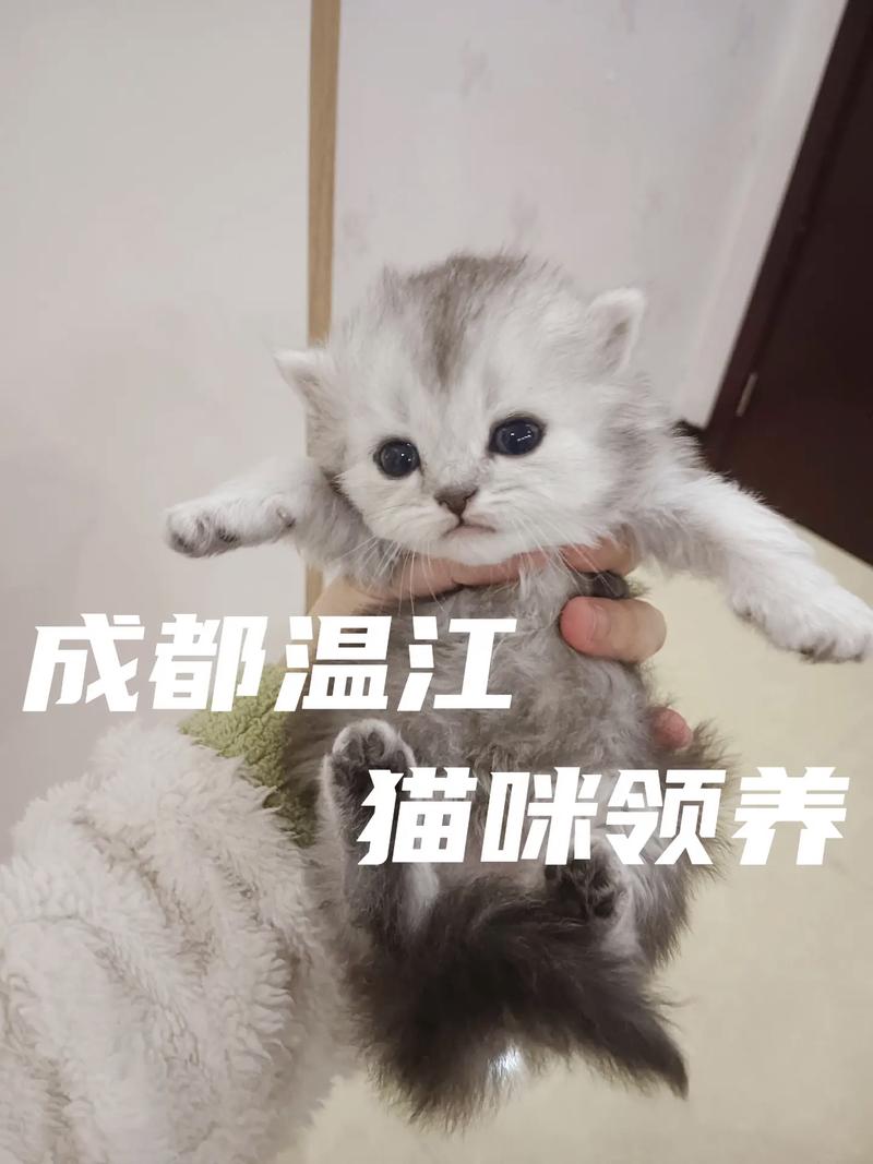 100元以下的猫