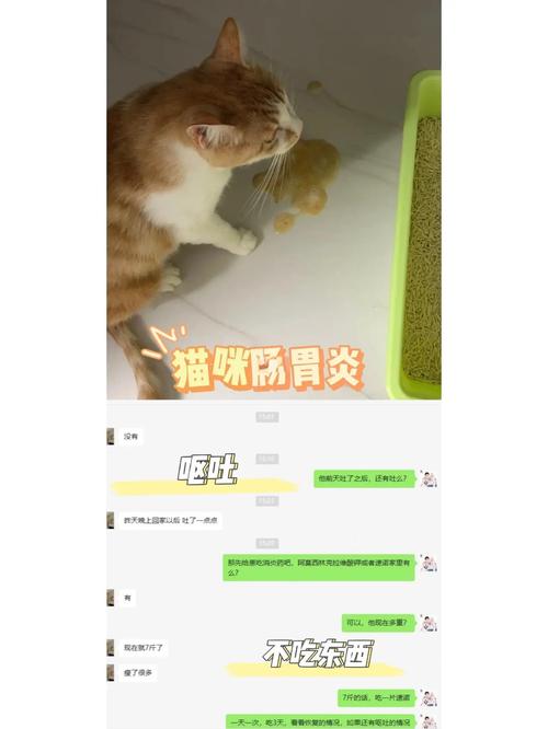 猫咪肠胃炎一般几天才能恢复正常