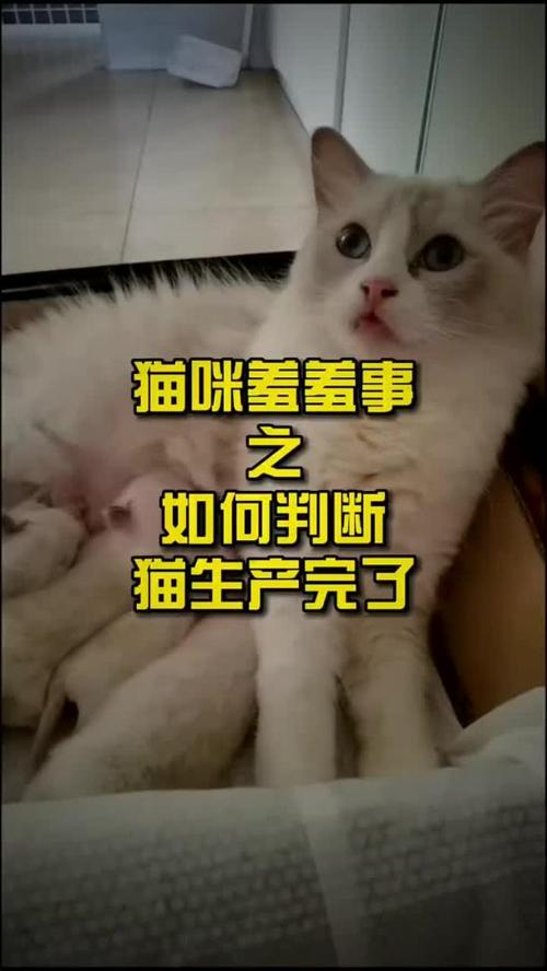 怎么判断母猫生完了,肚子里没有了