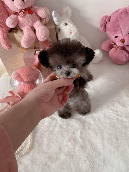 茶杯犬是狗狗中体型最小的一种犬类,茶杯贵宾犬费用
是什么?