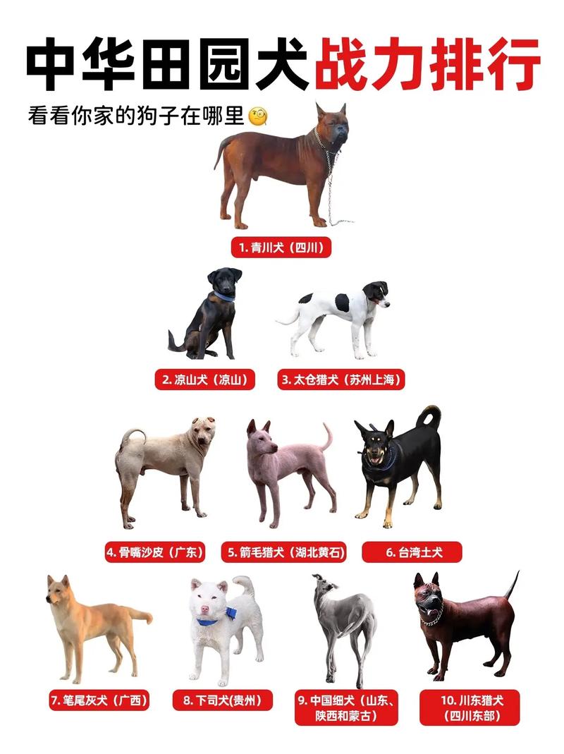 中国有多少狗没有绝育
