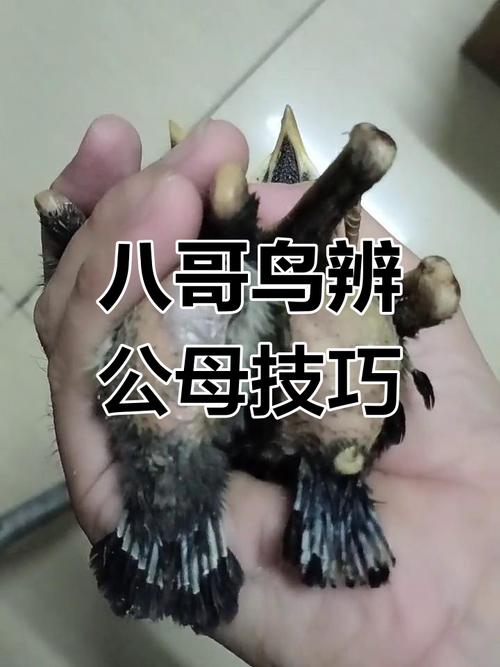 如何辨别八哥性别和年龄?
