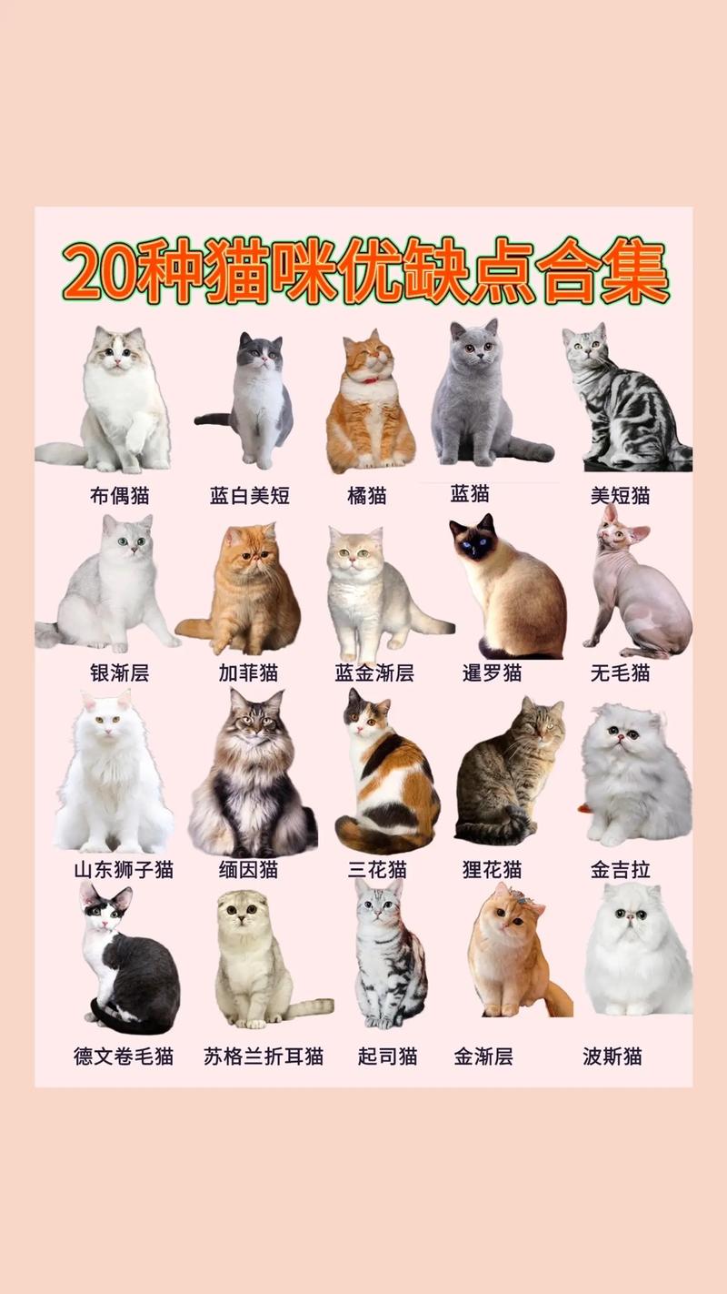 猫咪有多少种?