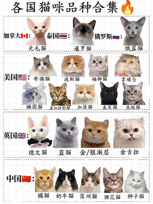 世界上共有多少种猫咪种类?