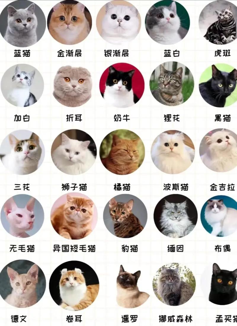 猫一共有多少个品种