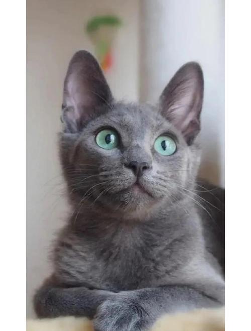 全身灰色的猫是什么品种的猫