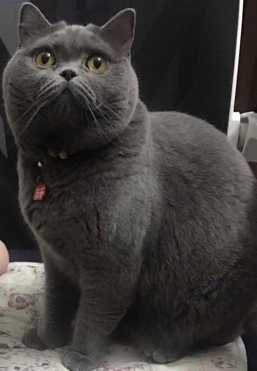 请问这是夏尔特猫吗?