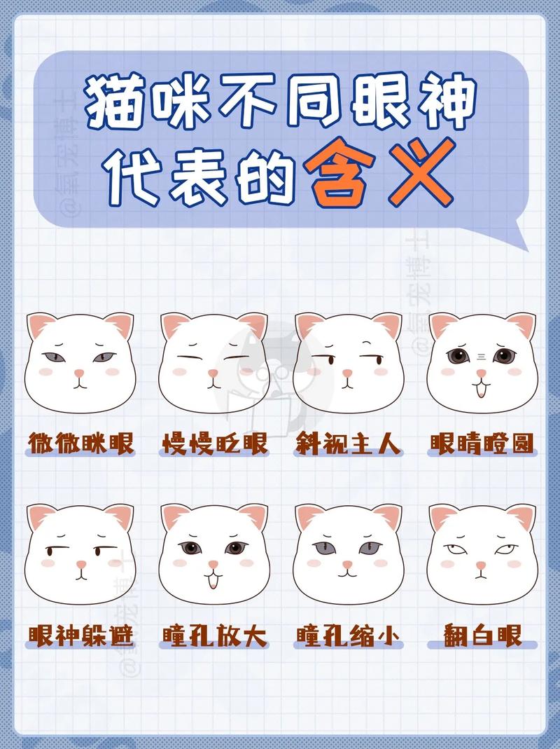 猫咪不同眼神的含义,新手铲屎官学废了吗