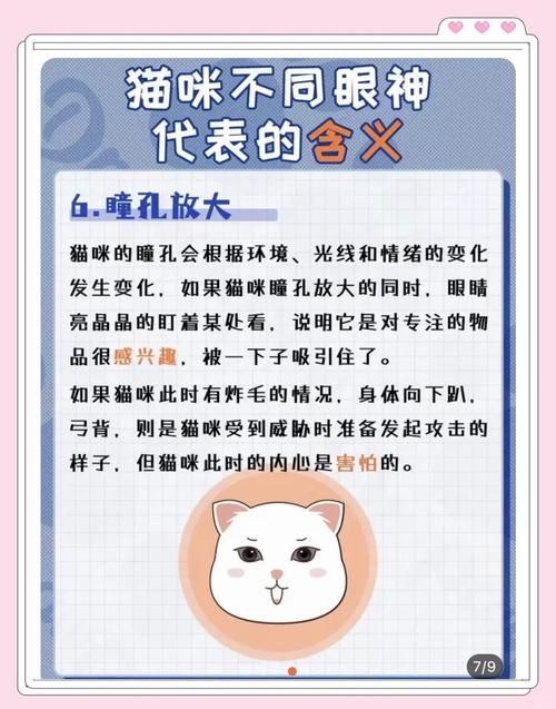 猫咪各种眼神的意思