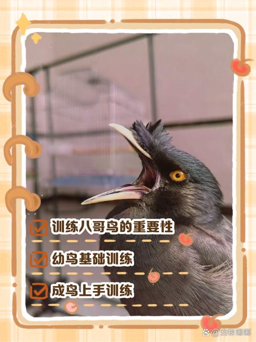 笼养四个月的八哥定点训练需要注意什么?