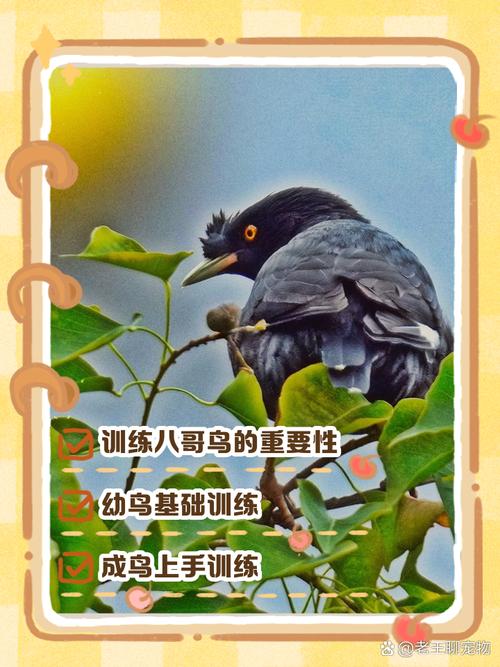 八哥鸟怎么训练认主