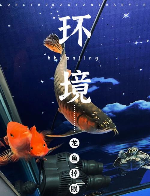 这个鱼是什么品种??