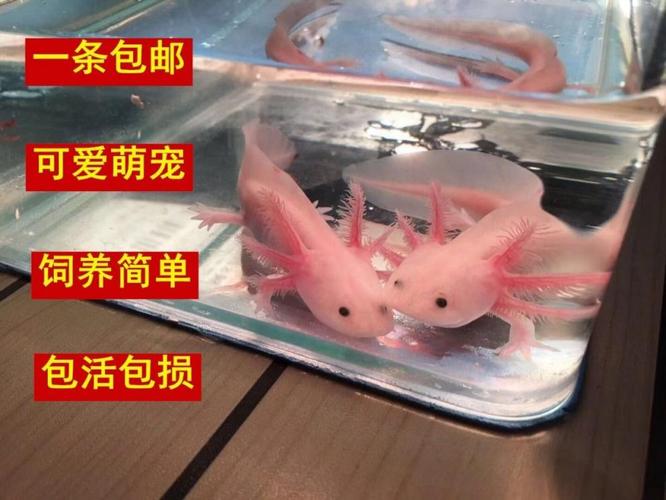 粉色八角龙鱼为什么会变红